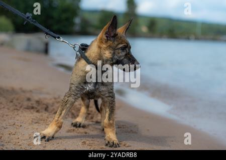 Un cucciolo di pastore tedesco di undici settimane che gioca su una spiaggia sabbiosa. Foto Stock