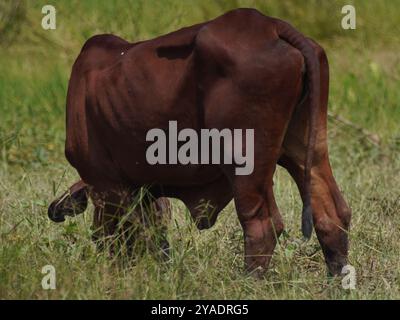 Mucche thailandesi native nelle praterie di campagna. Le mucche mangiano erba naturalmente. Foto Stock