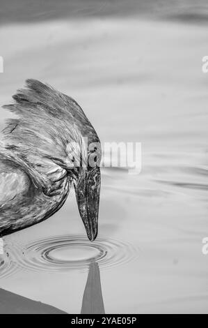 HAMERKOP (Scopus umbretta) - Lago Victoria - Isola di Ssese Foto Stock