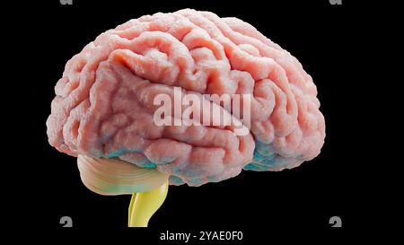 Anatomia del sistema nervoso del cervello umano, diagramma medico. Mente anatomica accurata dal punto di vista medico, rotazione organo centrale, illustrazione realistica, bulbo sebaceo, Foto Stock