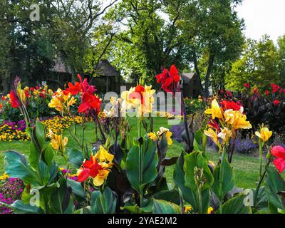 Cleopatra canna Lilies e Red canna Lilies piantati in un colorato e ben curato giardino parkway a Denver, Colorado. Foto Stock