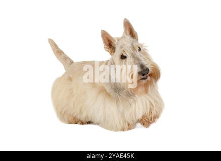 Grazioso cane scozzese Terrier isolato su sfondo bianco. Doggy, ritratto Foto Stock