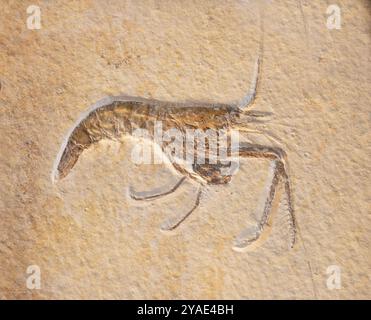 Fossile chiaro di un gambero Foto Stock