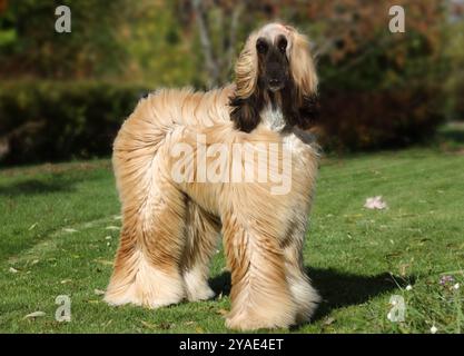 Il cane da levriero afghano dai capelli rossi cammina sul prato del parco in una giornata estiva di sole Foto Stock