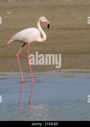 Uccello fenicottero rosa che cammina attraverso la laguna Foto Stock