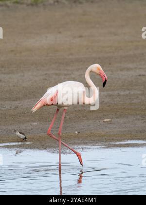 Uccello fenicottero rosa che cammina attraverso la laguna Foto Stock