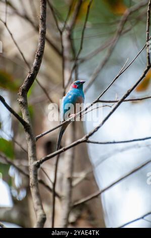 CORDONE DALLE GUANCE ROSSE BLEU ( Uraeginthus bengalus) - Kasangati- Uganda Foto Stock