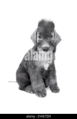 Grazioso cucciolo di due mesi di Bedlington Terrier seduto nello studio isolato su uno sfondo bianco Foto Stock