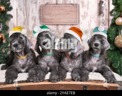 Gruppo di cuccioli Little Bedlington Terrier Babbo Natale che indossano cappelli di Natale con un cartello per il testo sullo sfondo Foto Stock