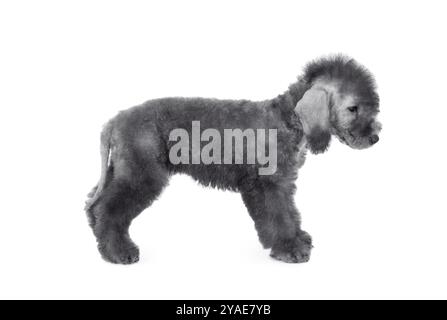 Carino cucciolo di due mesi di Bedlington Terrier isolato su uno sfondo bianco Foto Stock