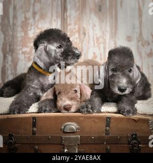 Gruppo di cuccioli di Little Bedlington Terrier che giacciono sul petto al chiuso Foto Stock