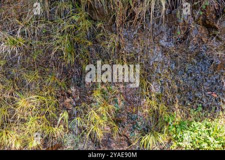 Vegetazione irrigata dall'acqua di montagna. Levada das 25 fontes Rabacal, Paul da Serra, Madeira, Portogallo. Foto Stock