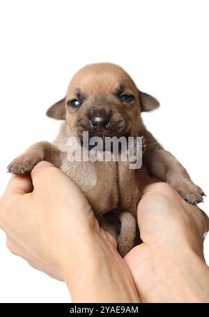 Le mani femminili tengono in mano un cucciolo americano di dieci giorni isolato su uno sfondo bianco Foto Stock
