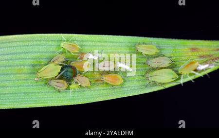 Afide di grano inglese, Sitobion avenae e un Afide di ciliegio-avena (scuro) uccello, Rhopalosiphum padi, senza ali, ninfe su stelo d'orzo con sfondo nero. Foto Stock