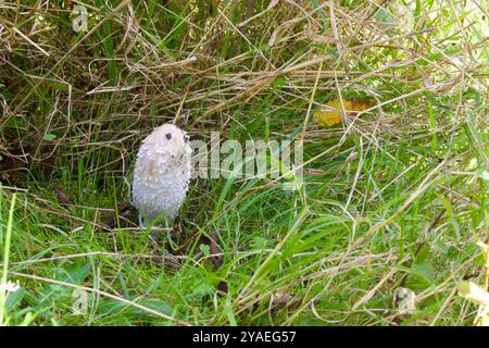 Shaggy Ink Cap fungi (Coprinus comatus). Foto Stock