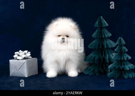 Cucciolo Spitz seduto sullo sfondo di alberi di Natale e scatola regalo - sfondo festivo Foto Stock