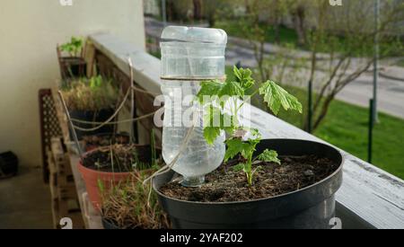 Sistema di irrigazione di piante fai da te per giardini con balconi. Questo semplice design del flacone in PET mantiene idratate le piante in vaso durante la primavera. Foto Stock