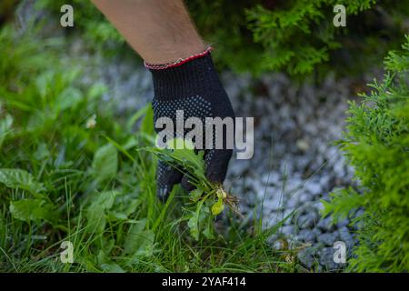 Giardiniere in un guanto protettivo che tira le erbacce dall'erba in un giardino in una giornata di sole. Concetto di giardinaggio, rimozione di erbacce e cura delle piante Foto Stock