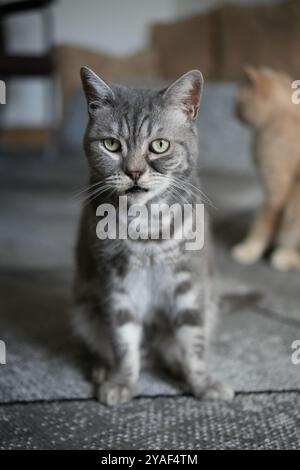 Grumpy Grey British Shorthair Cat Foto Stock