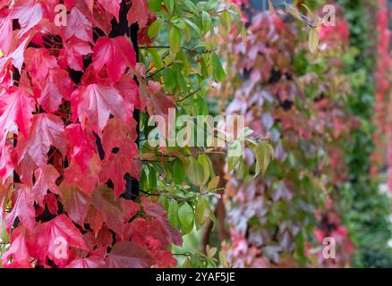 Splendidi colori autunnali di edera in mostra al Wisley Garden di Woking, Surrey UK. Foto Stock