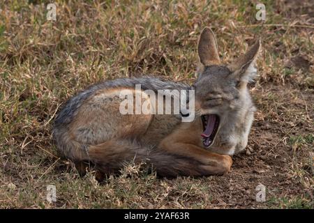 Jackal con retro nero. Lupulella mesomelas, Canidae, Ol Pejeta Conservancy, Kenya, Africa Foto Stock