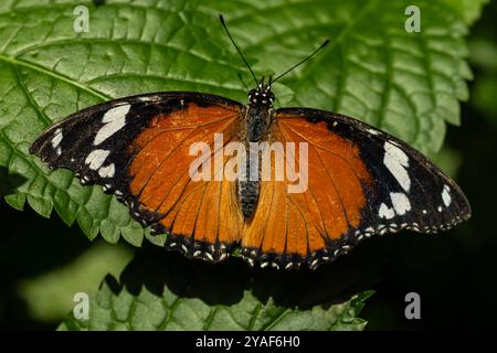 Danaid Eggfly Hypolimnas misippus Danaid Eggfly Butterfly, Hypolimnas misippus, della famiglia Nymphalidae. Foto Stock