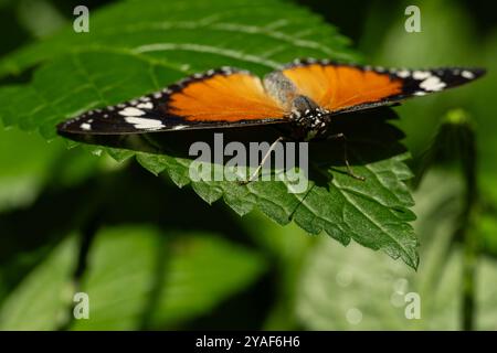 Danaid Eggfly Hypolimnas misippus Danaid Eggfly Butterfly, Hypolimnas misippus, della famiglia Nymphalidae. Foto Stock