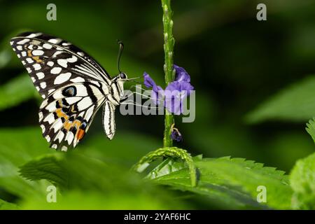Papilio demoleus è un comune e diffuso a farfalla a coda di rondine. La farfalla è anche conosciuta come la calce butterfly, limone butterfly, calce swallowtai Foto Stock