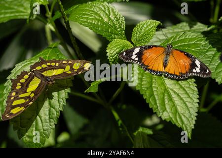 Una Malachite Butterfly e una Danaid Eggfly Butterfly che riposano sulle foglie. Foto Stock