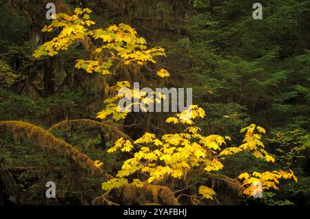 Alberi d'acero bizzarro, abete di Douglas e leccio occidentale in autunno nella H. J. Andrews Experimental Forest, Willamette National Forest, Oregon. Foto Stock