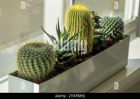 Gruppo di piccoli cactus e succulenti nel vaso rettangolare vicino alla finestra Foto Stock