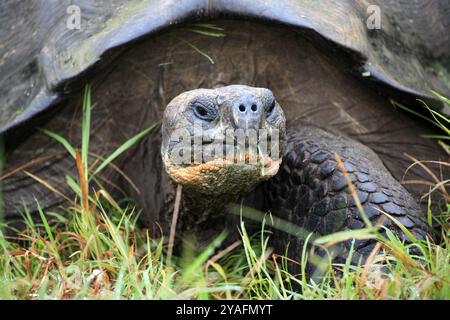 Tartaruga gigante delle Galapagos (Geochelone niger), adulto, ritratto, attento, Isole Galapagos, Ecuador, Sud America Foto Stock