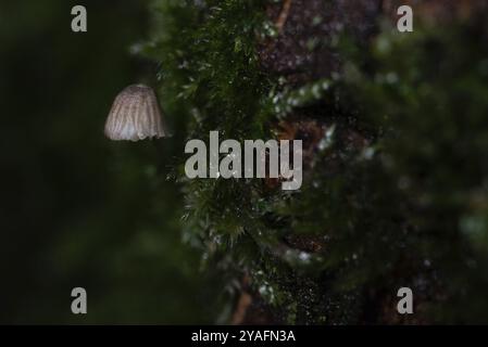 Un fungo di qualche millimetro cresce su un tronco di albero coperto di muschio, macrofotografia, Germania, Europa Foto Stock