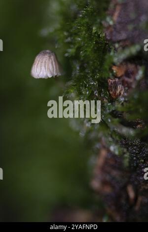 Un fungo di qualche millimetro cresce su un tronco di albero coperto di muschio, macrofotografia, Germania, Europa Foto Stock