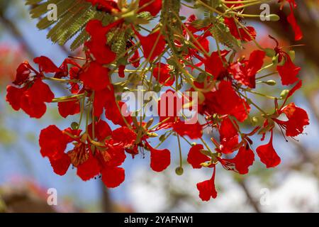 Albero di fiamma (Delonix regia), Namibia, Africa Foto Stock