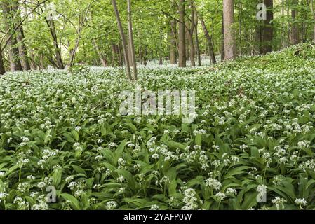 Aglio selvatico in fiore in un parco di Bruxelles, Jette, Belgio, Europa Foto Stock