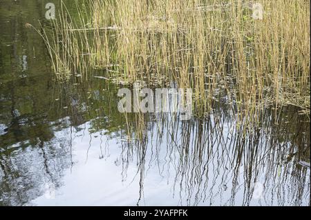 Canne che si riflettono nell'acqua dello stagno, Watermael-Boitsfort, Bruxelles, Belgio, Europa Foto Stock