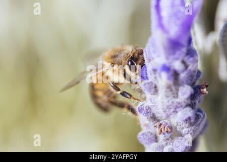 Dettaglio dettaglio di un'ape che raccoglie polline dalla lavanda nel giorno di primavera ad Axedale, Victoria, Australia, Oceania Foto Stock