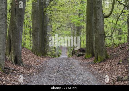 Percorso a piedi attraverso i boschi di Watermael-Boitsfort, Bruxelles, Belgio, Europa Foto Stock