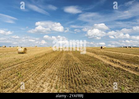 Campi di grano giallo e dintorni verdi su terreni agricoli in Germania Foto Stock