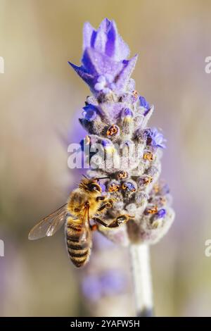 Dettaglio dettaglio di un'ape che raccoglie polline dalla lavanda nel giorno di primavera ad Axedale, Victoria, Australia, Oceania Foto Stock