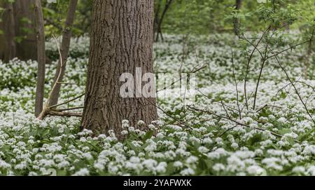 In primavera fiorisce l'aglio selvatico nei boschi di Bruxelles Foto Stock