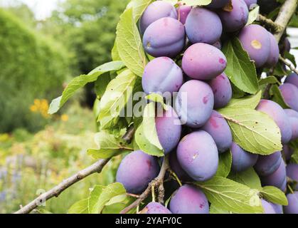 Ramo di prugne mature Damson in un giardino tedesco Foto Stock