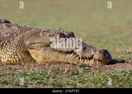 Ritratto di un grande coccodrillo del Nilo (Crocodylus niloticus) che si crogiola, Parco Nazionale del Chobe, Botswana Foto Stock