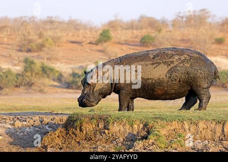 Un ippopotamo fangoso (Hippopotamus amphibius) che cammina sulla terra, il Parco Nazionale del Chobe, il Botswana Foto Stock