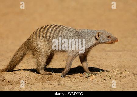 Una mangusta a banda (Mungos mungo) nell'habitat naturale, il Parco Nazionale del Chobe, Botswana Foto Stock