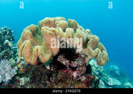 Toadstool Leather Coral, Sarcophyton sp, Beach House dive site, Atauro Island, Timor Est Foto Stock