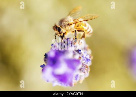 Dettaglio dettaglio di un'ape che raccoglie polline dalla lavanda nel giorno di primavera ad Axedale, Victoria, Australia, Oceania Foto Stock