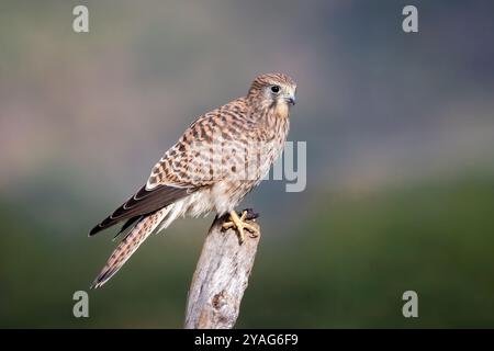 Un ritratto ravvicinato di un gheppio femminile mentre poggia su un vecchio palo di legno. Lo sfondo sfocato offre spazio per la copia del testo Foto Stock