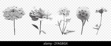 Set di fiori fotocopie retrò su sfondo trasparente. Rose, fiore del prato. Effetto stipple vintage Illustrazione Vettoriale